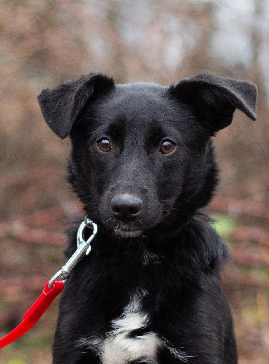 Chiens à adopter
